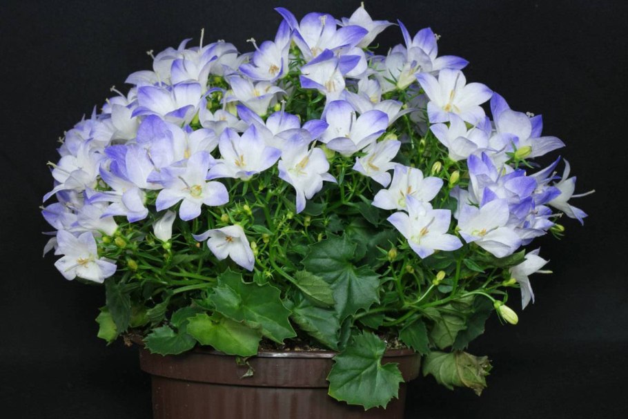 Кампанула биколор махровый