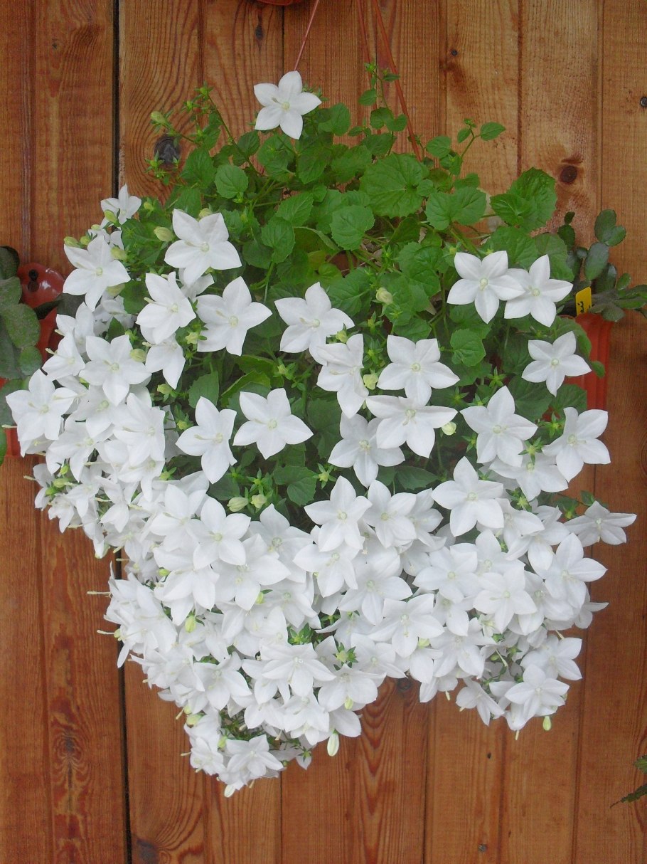 Альба Кампанула невеста ампельная