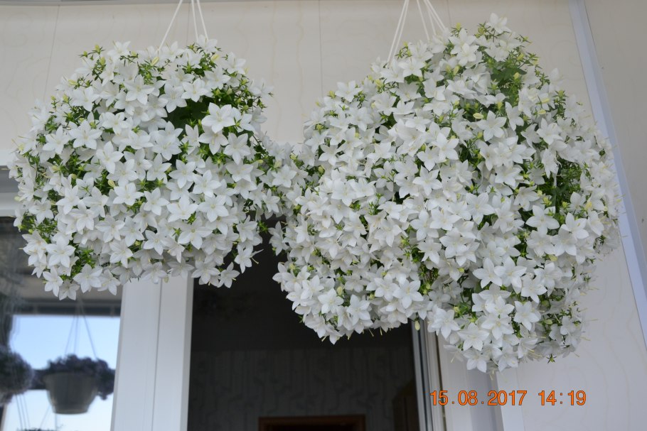 Кампанула альба