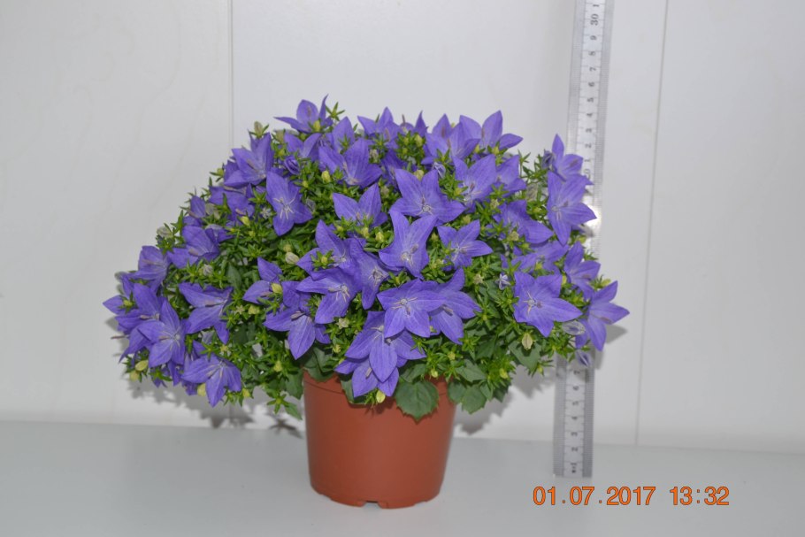 Колокольчик Кампанула жених