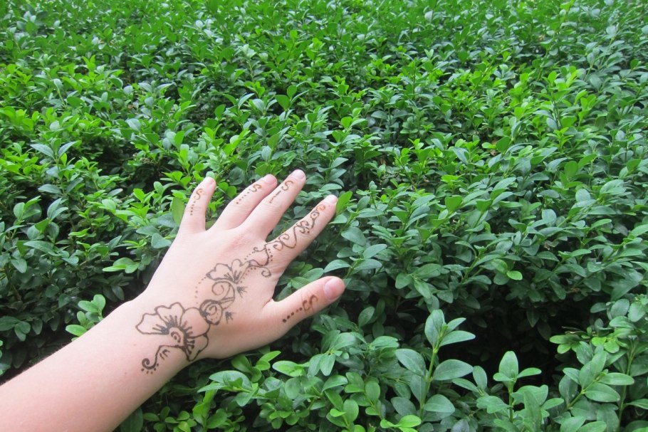 Листья лавсонии в хне