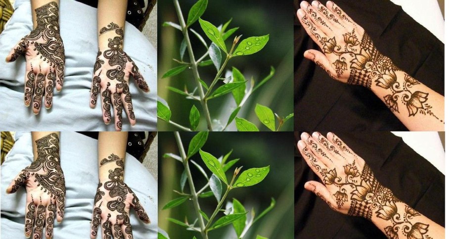 Хна цветок растение