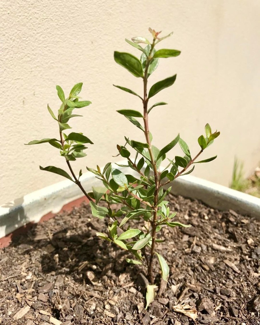 Dropped Green Powder