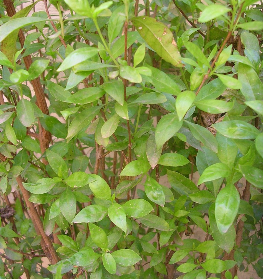 Хна цветок растение