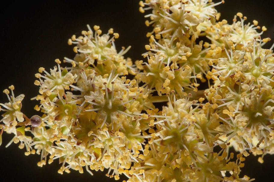 Растение Lawsonia inermis