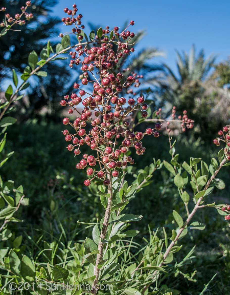 Лавсония неколючая хна