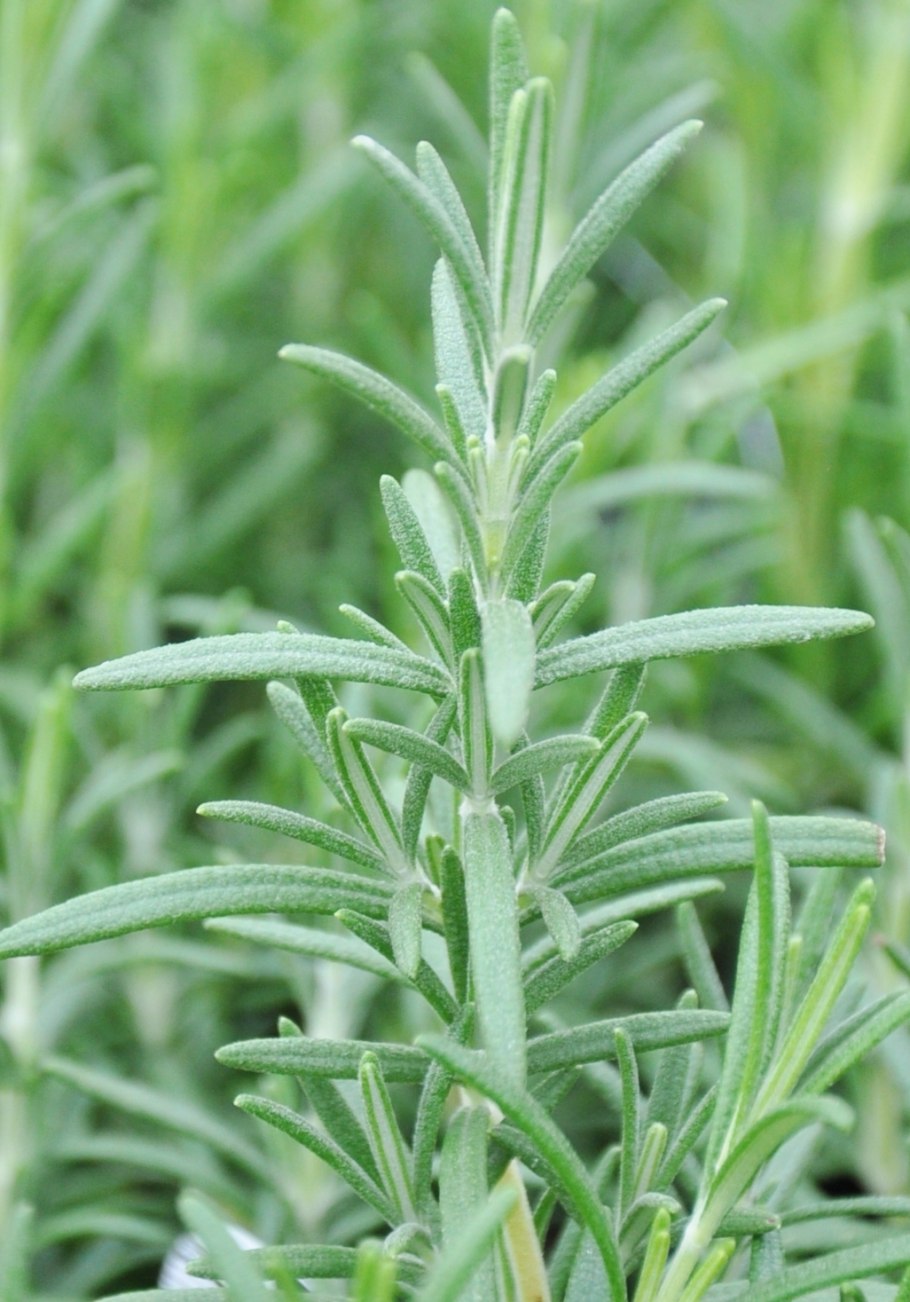 Розмарин трава