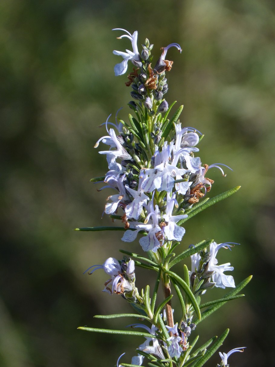 Розмарин цветок