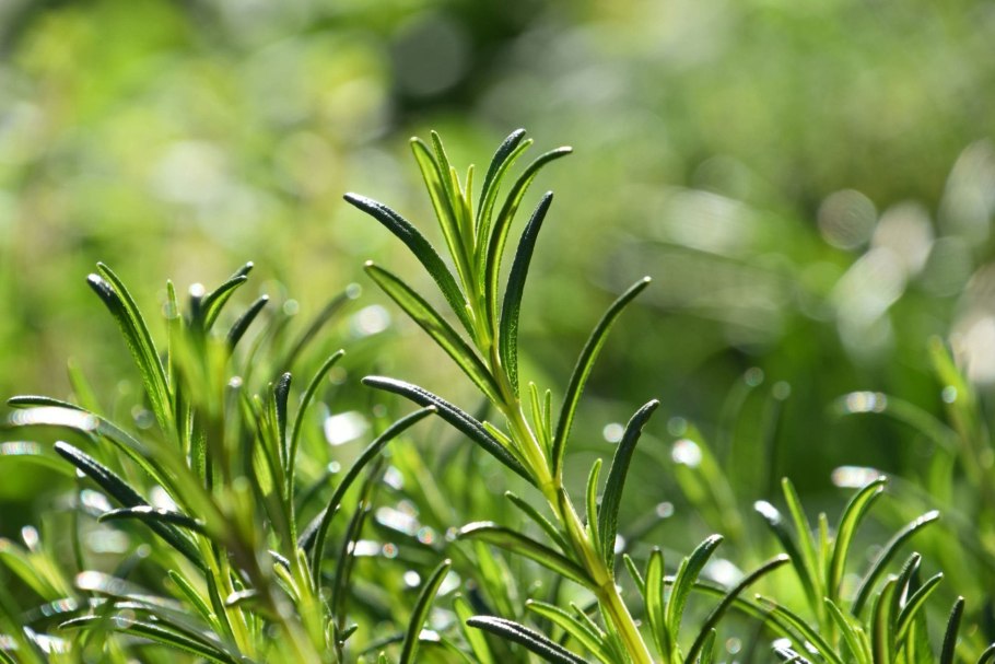 Розмарин (листья) (Rosmarinus)