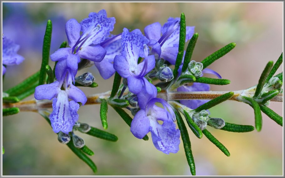 Розмарин officinalis