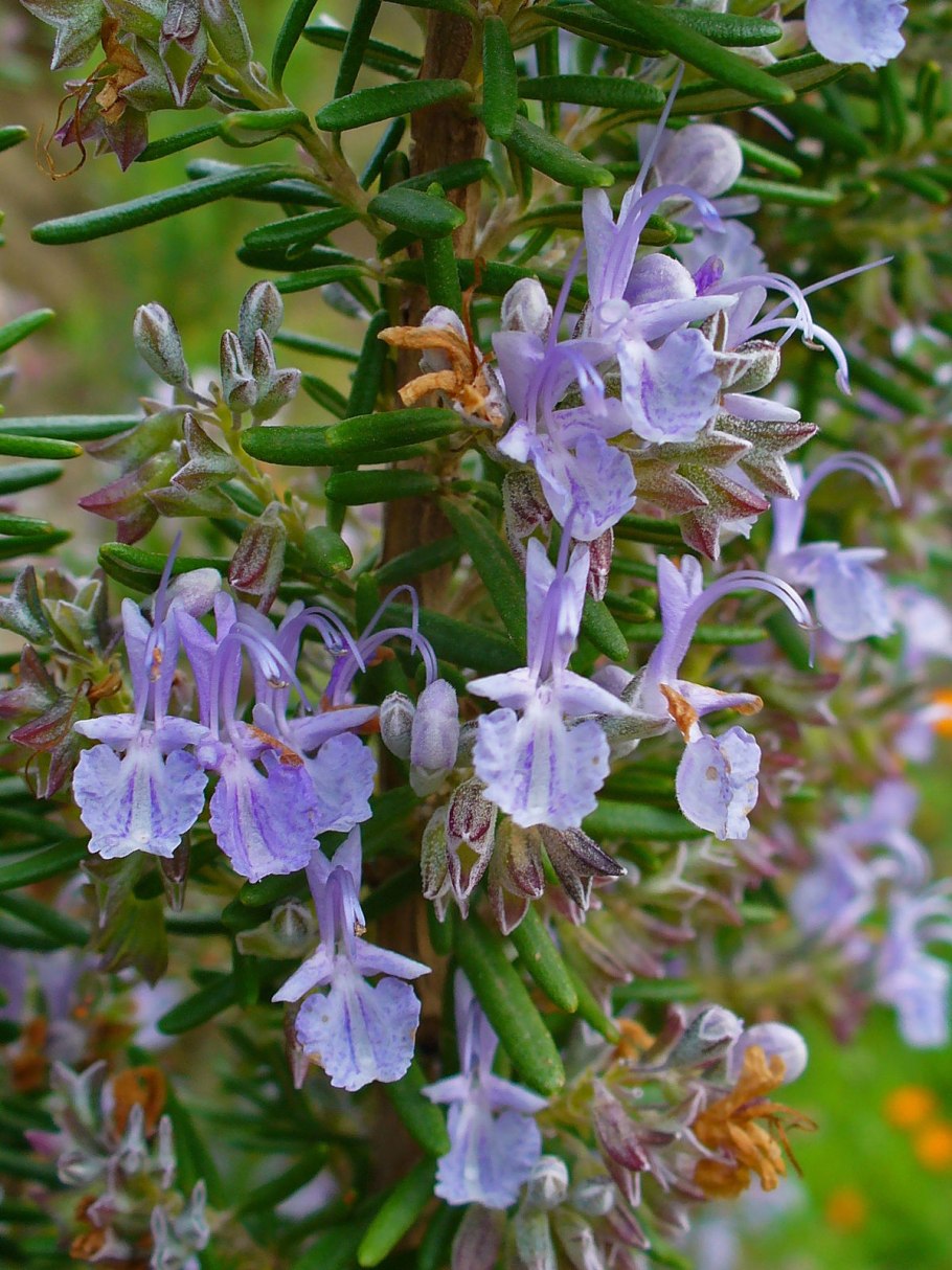 Розмарин Rosmarinus officinalis