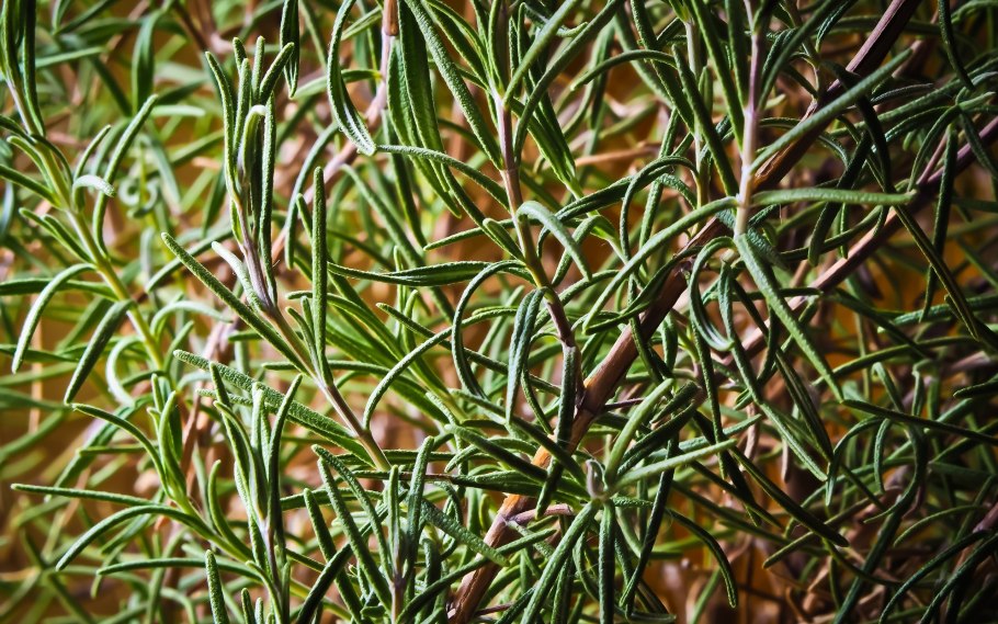 Самовоспламеняющиеся растения