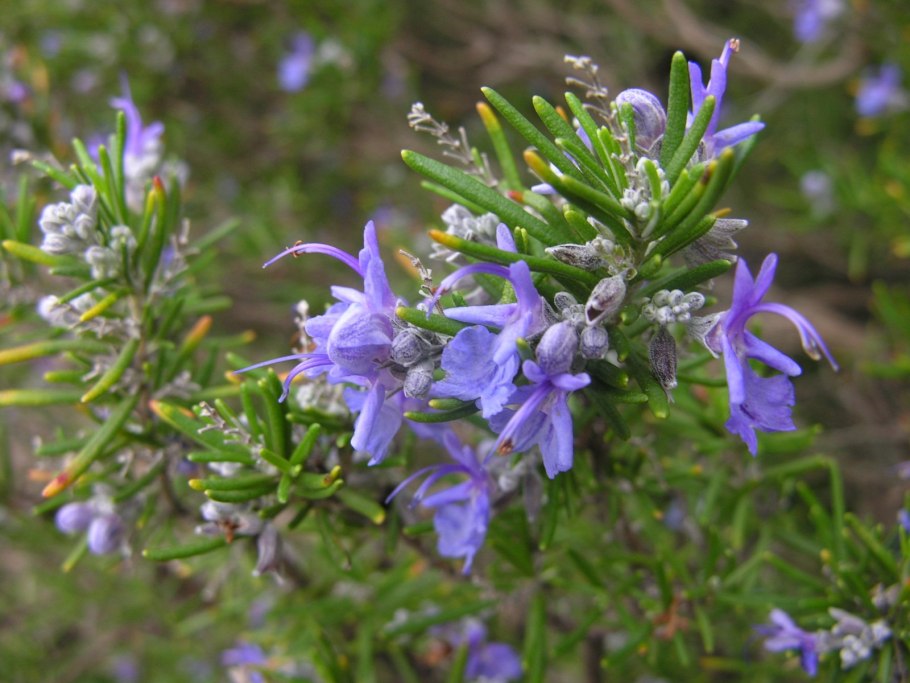 Розмарин оффициналис