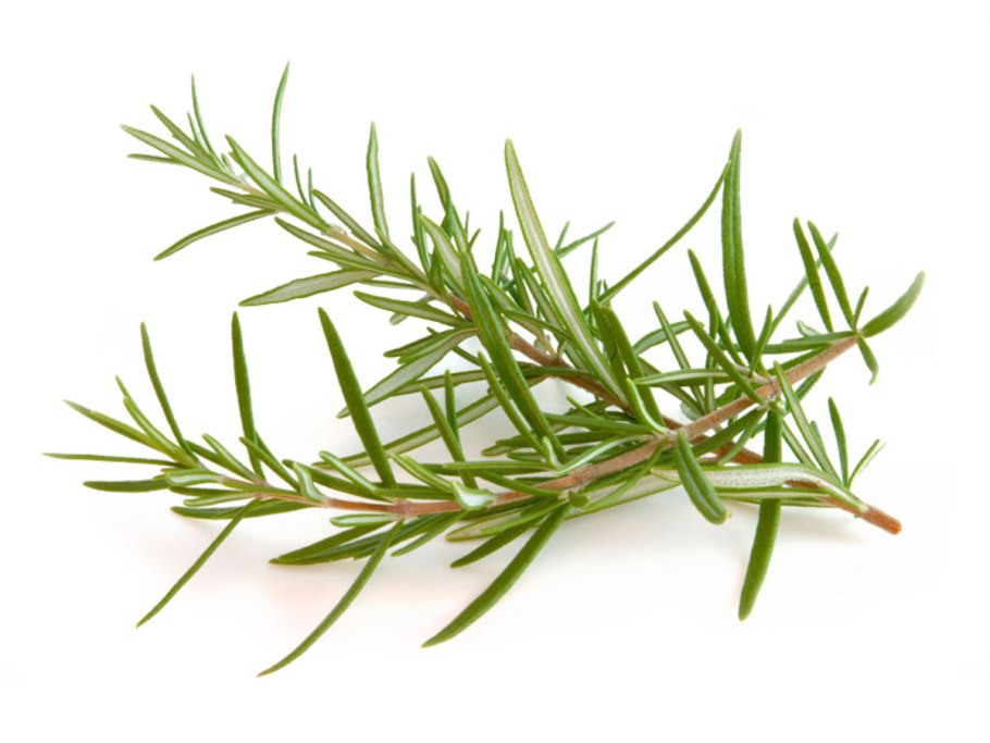 Розмарин растение