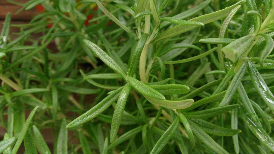 Чабрец, мята, укроп, розмарин