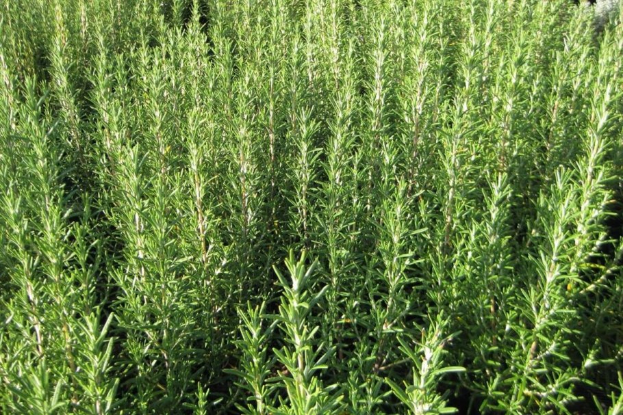 Розмарин пенсильванский