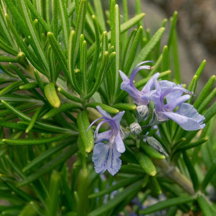 Розмарин древовидный