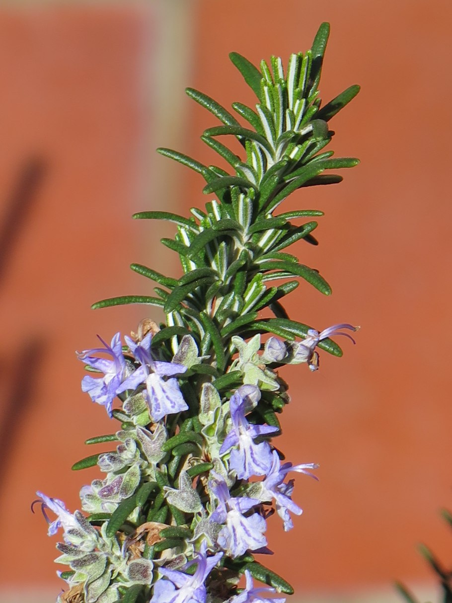 Rosmarinus officinalis Prostratus