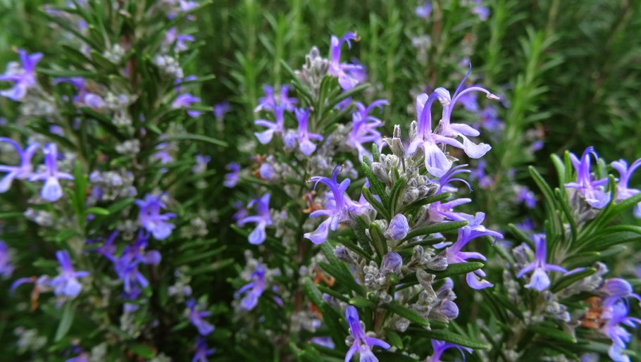 Розмарин Британия