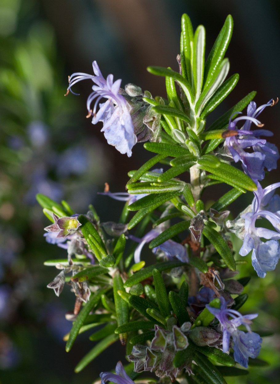 Розмарин Rosmarinus officinalis