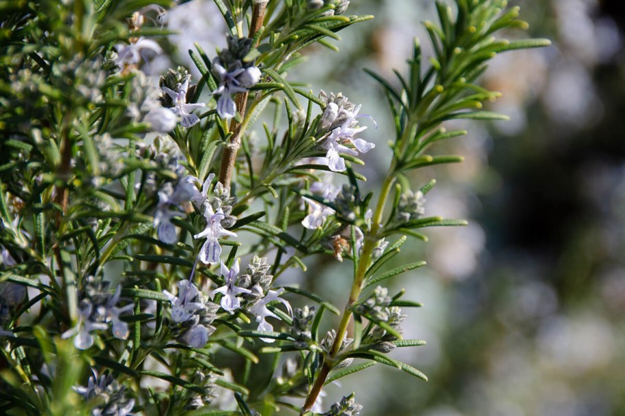 Розмарин лекарственный пряности