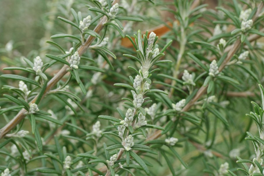 Rosmarinus eriocalyx