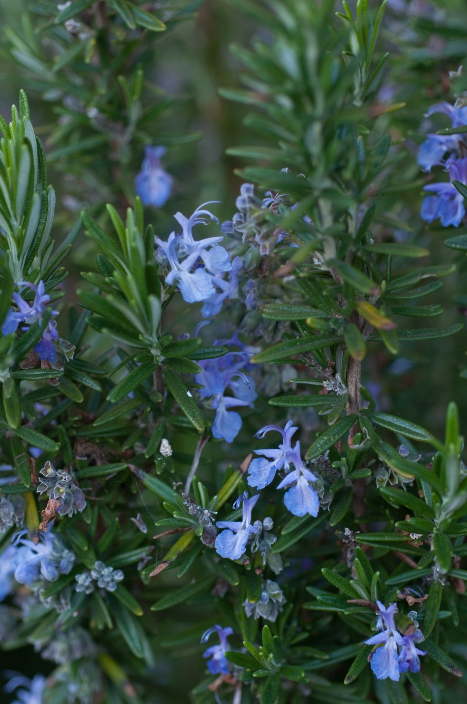 Кустарники декоративные розмарин