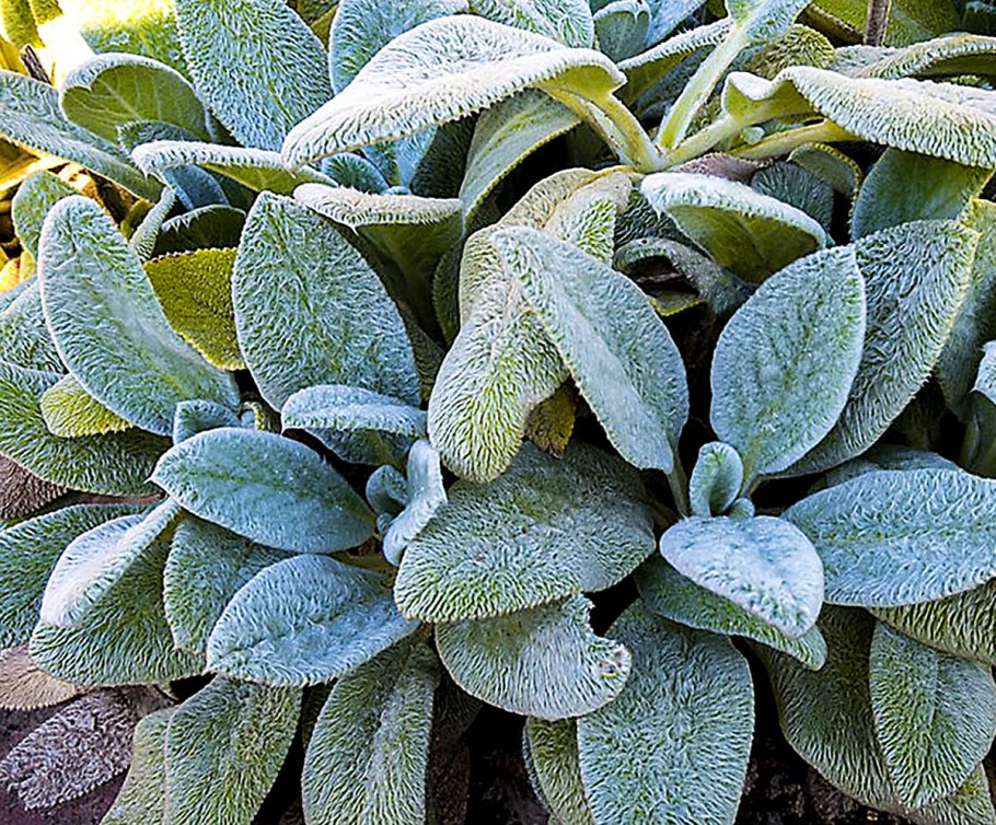 Стахис шерстистый Сильвер карпет