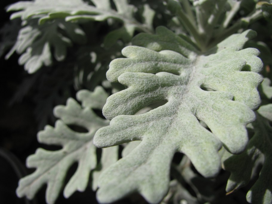 Стахис (чистец) Сильвер карпет Византийский