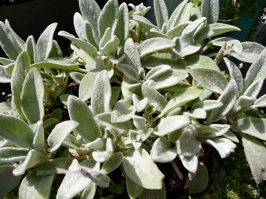 Lambs Ear растение