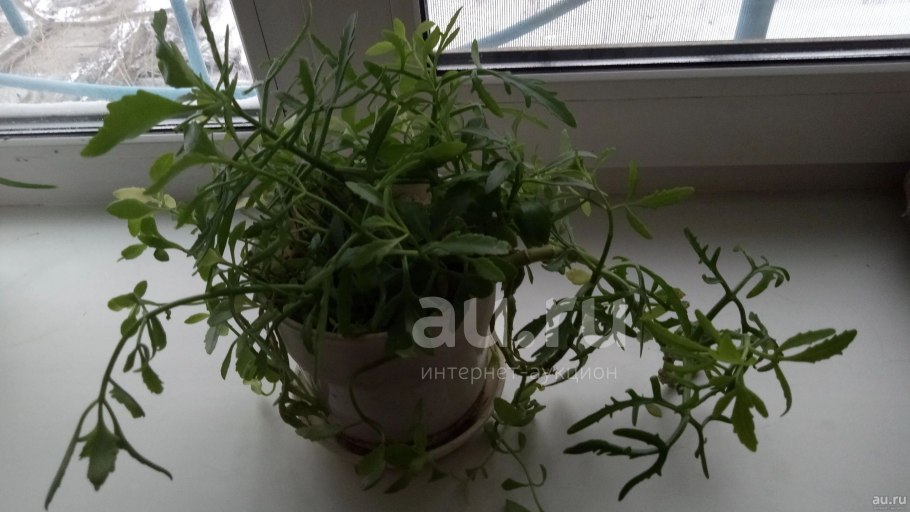 Иберийский заяц Португалия