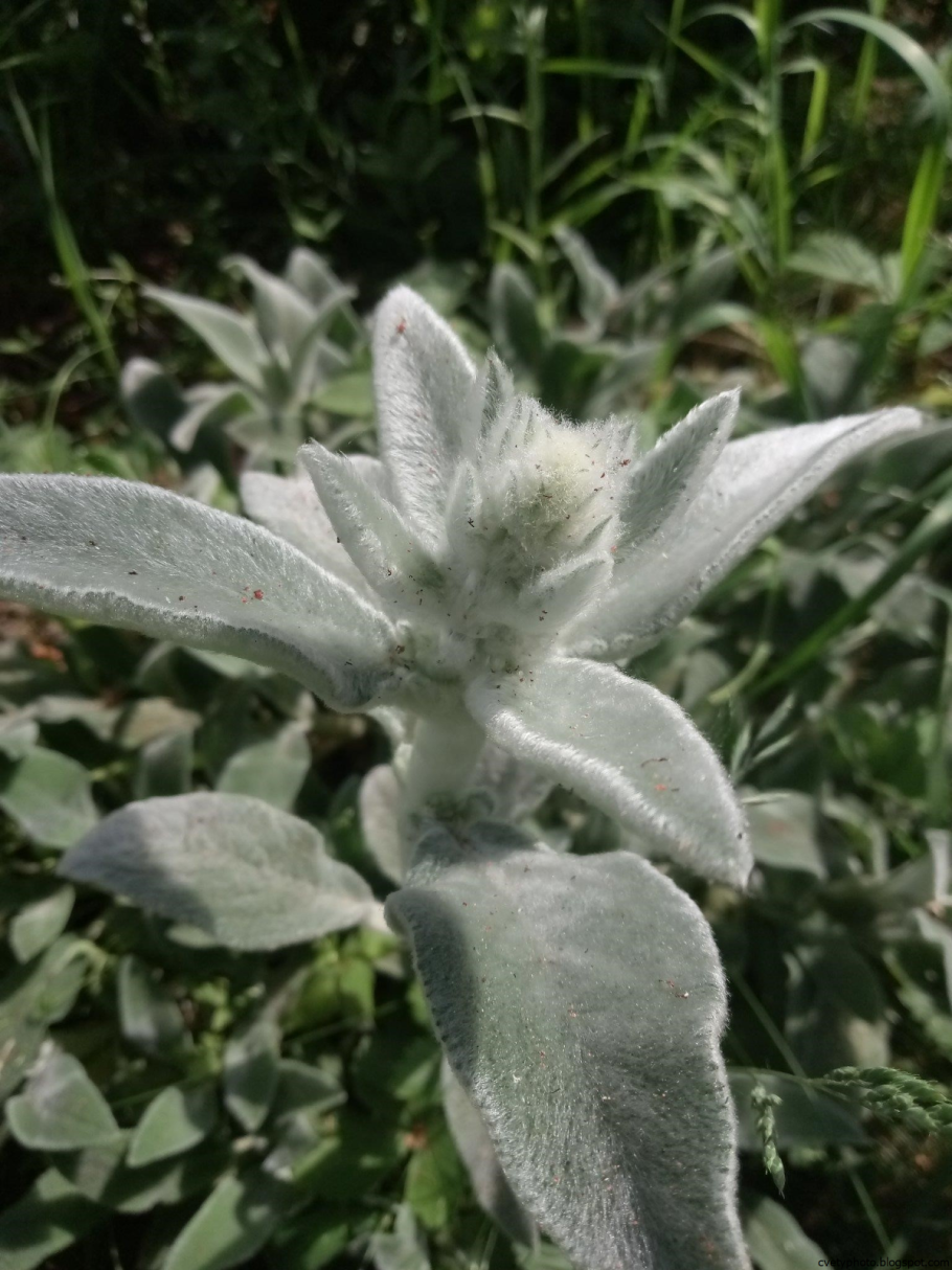 Гемантус цветет