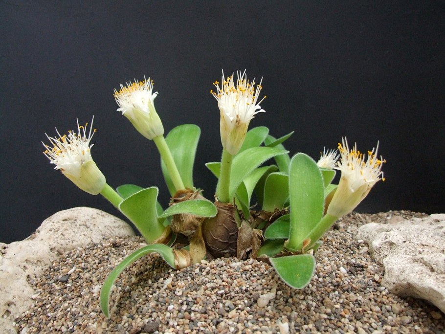 Стахис Марвел шерстистый