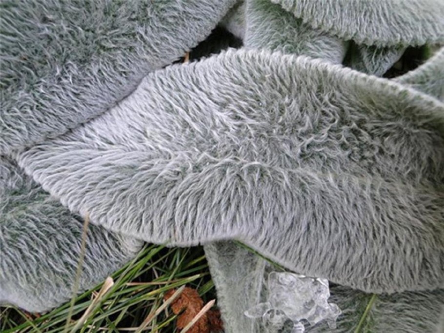 Стахис Stachys byzantina Silver Carpet