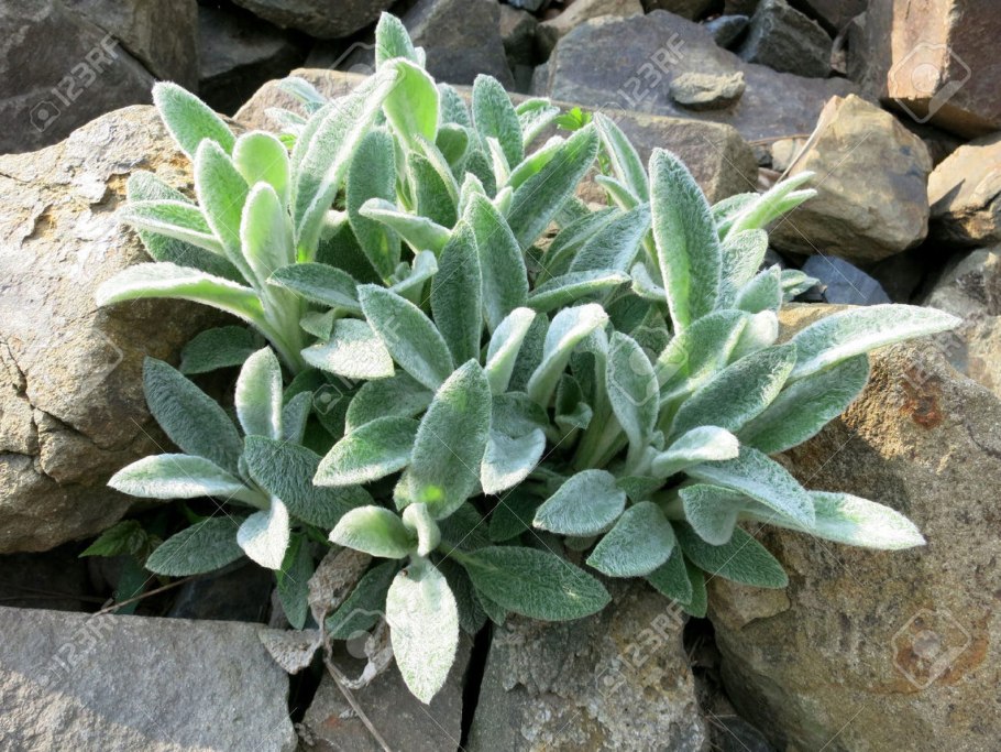 Заячьи ушки (стахис шерстистый)