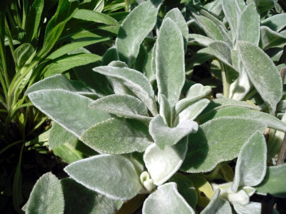 Благородные животные России -олень -Лось