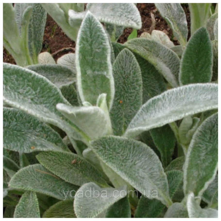 Цветы с мягкими листьями