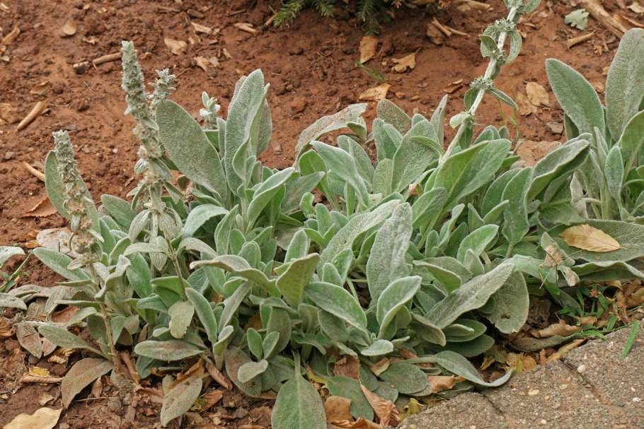 Чистец Византийский стахис