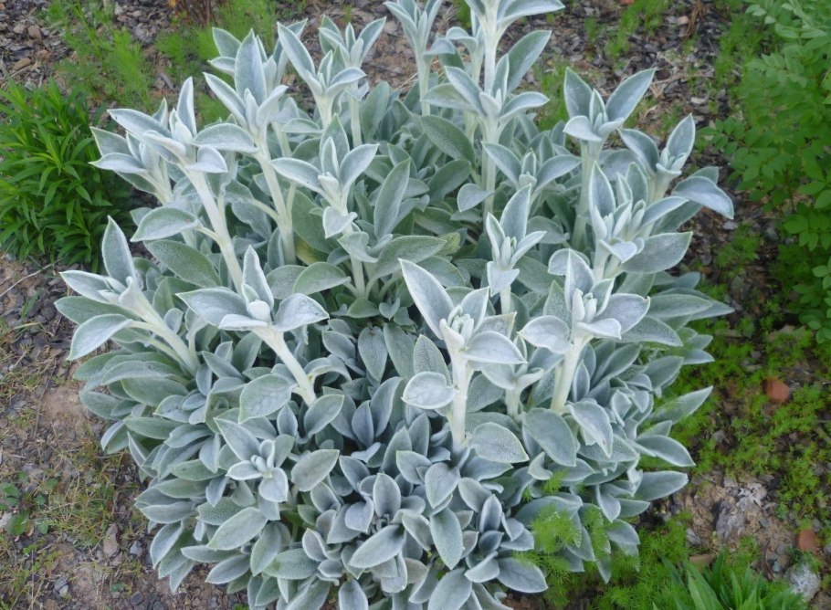 Гемантус белоцветковый Олений язык