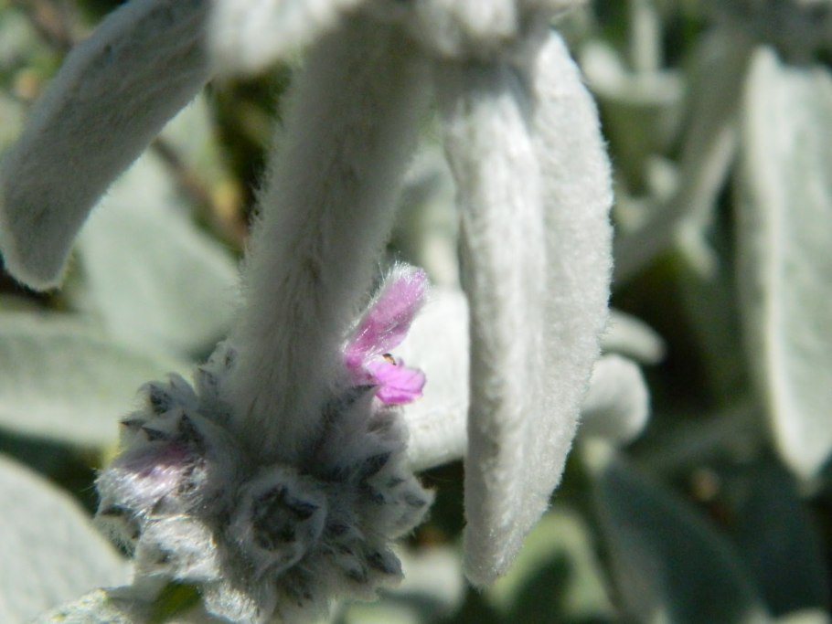 Haemanthus coccineus