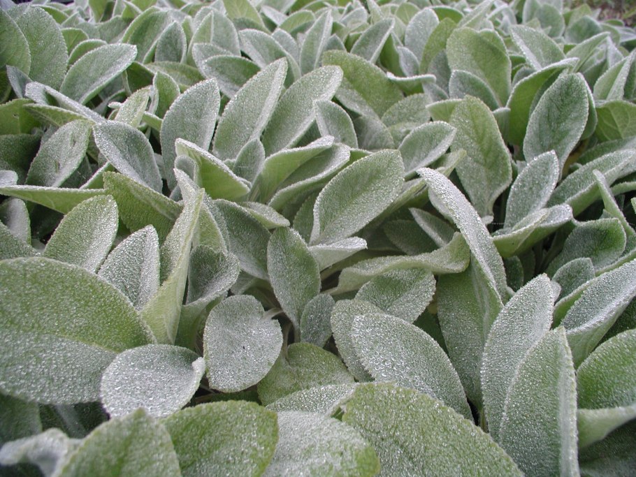 Суккулент стапелия