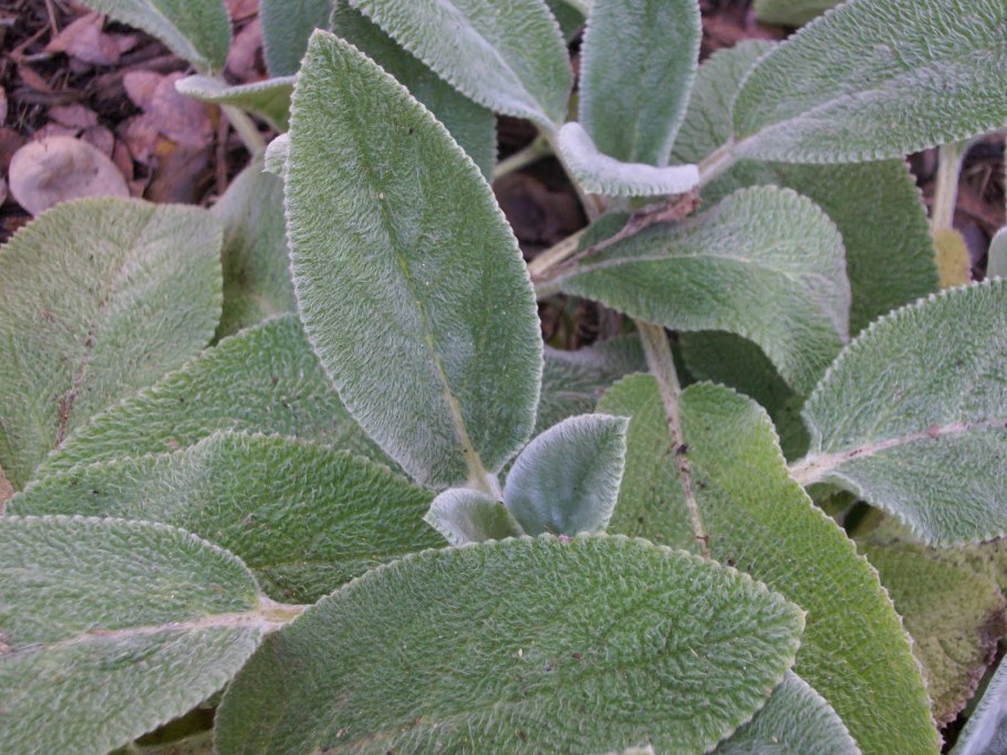 Чистец Византийский Примроуз Херон