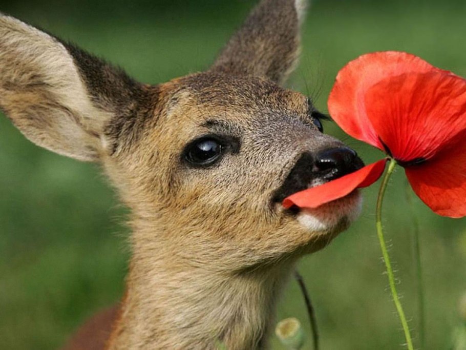 Оленьи рога ободок