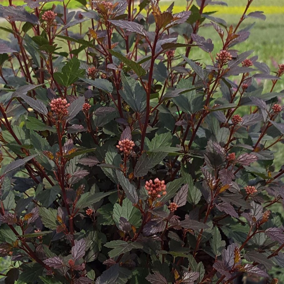 Пузыреплодник Дьяболо