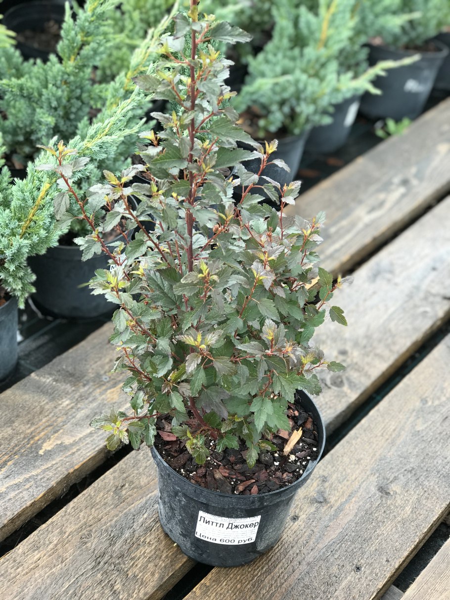 Пузыреплодник Литтл девил