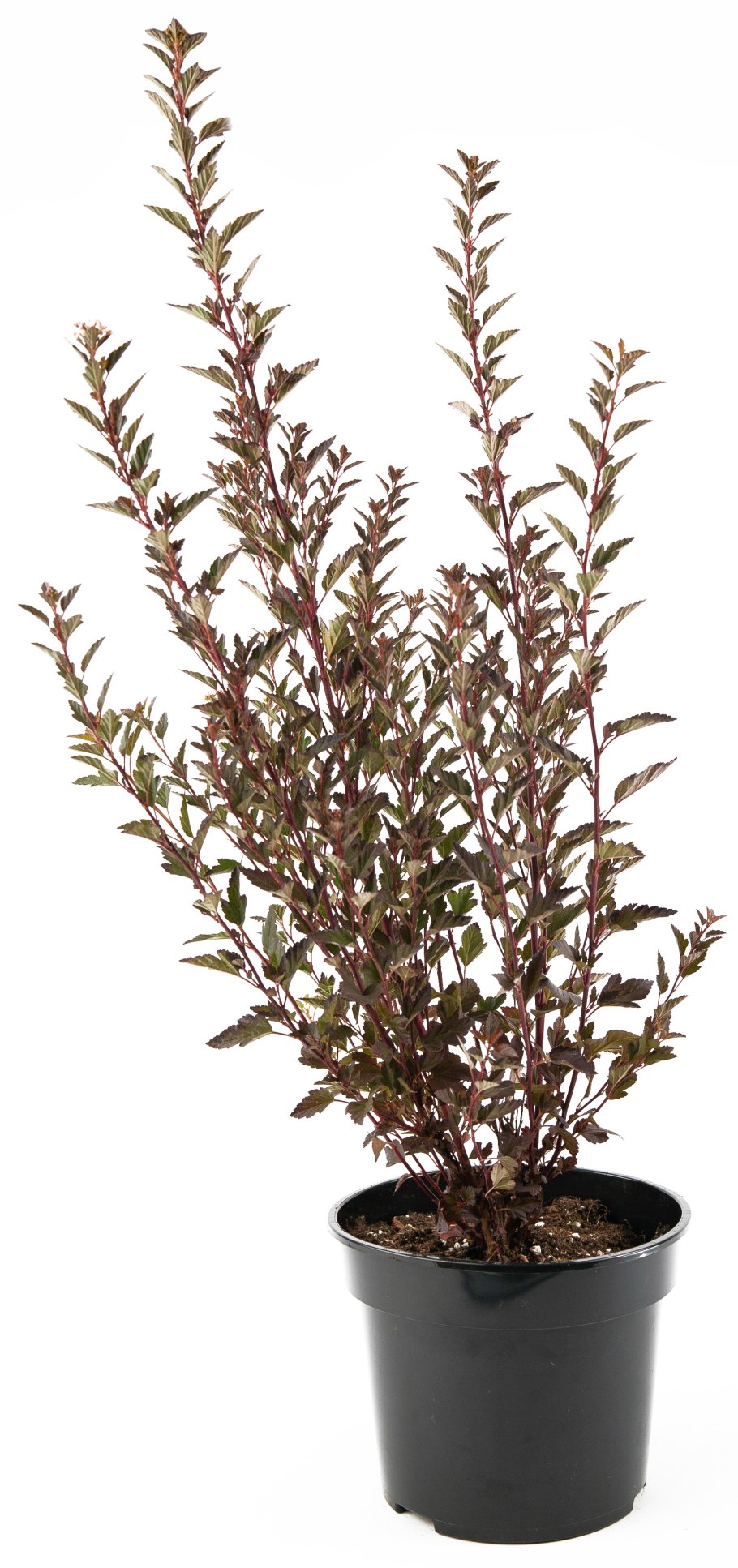 Пузыреплодник little Joker