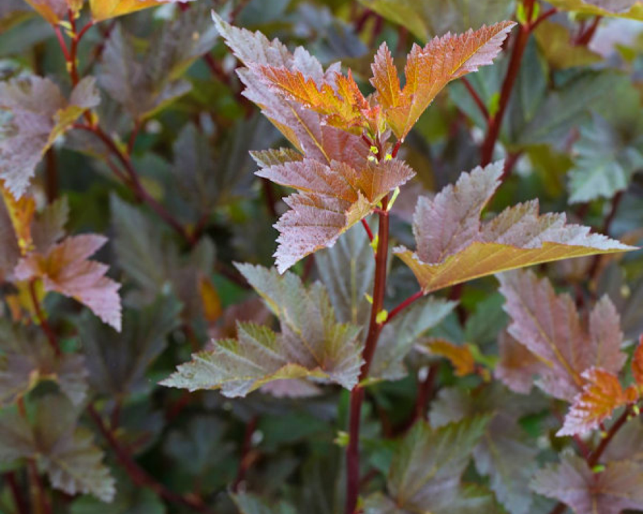 Пузыреплодник калинолистный (Physocarpus opulifolius &#96;little Joker&#96;)