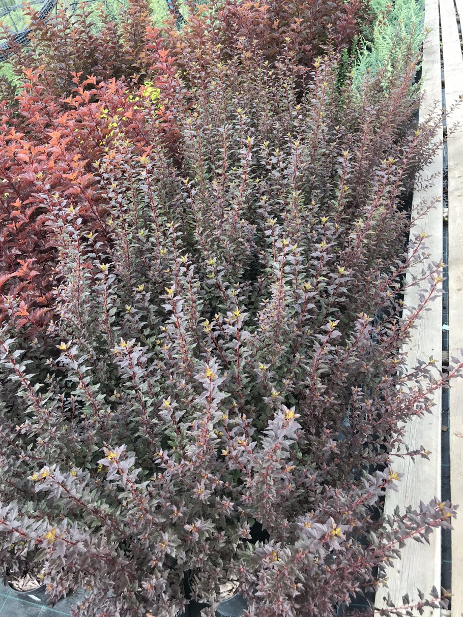 Пузыреплодник Литтл Джокер