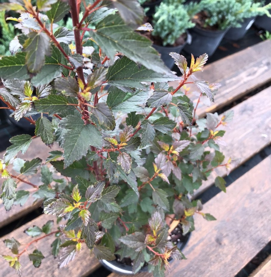 Вишня с пузыреплодником