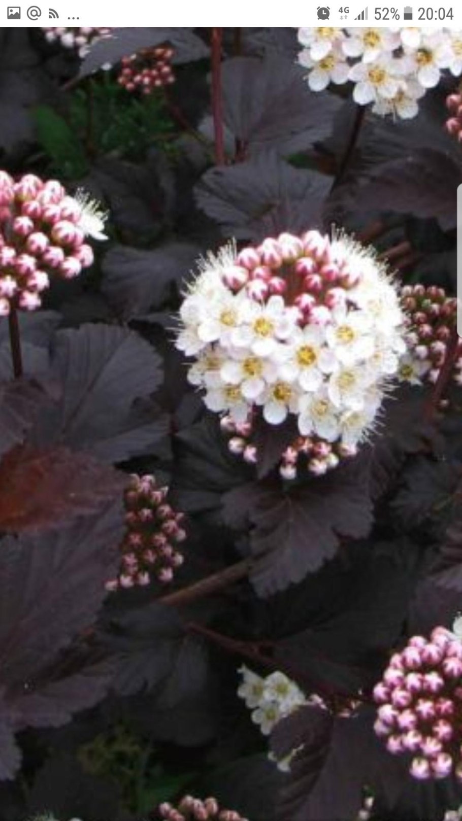 Пузыреплодник калинолистный little Joker